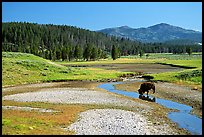 Buffalo in creek, Hayden Valley. Yellowstone National Park, Wyoming, USA. (color)