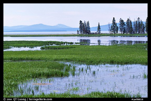 Grasses and Yellowstone Lake near Stemboat Point, morning. Yellowstone National Park (color)