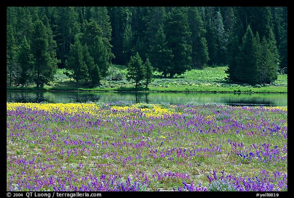 Purple flowers and pine trees. Yellowstone National Park (color)