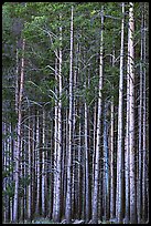 Dense Lodgepole pine forest, dusk. Yellowstone National Park ( color)
