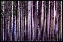 Densely clustered lodgepine tree trunks, dusk. Yellowstone National Park ( color)