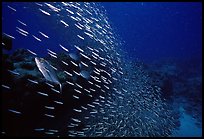 School of baitfish escaping predators. Biscayne National Park, Florida, USA.