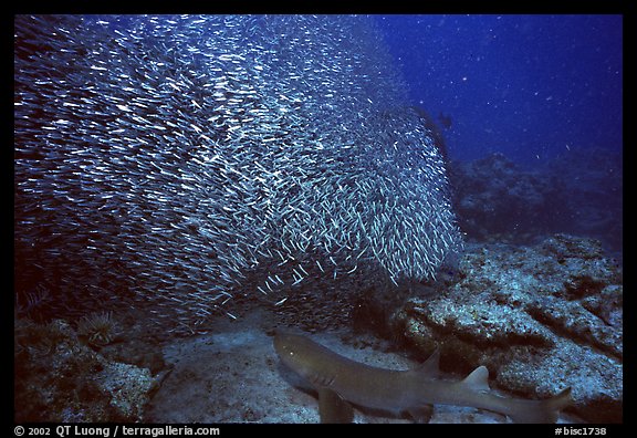 School of baitfish and nurse shark on sea floor. Biscayne National Park (color)