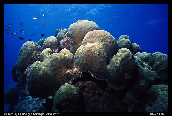 Brain coral and fish. Biscayne National Park (color)
