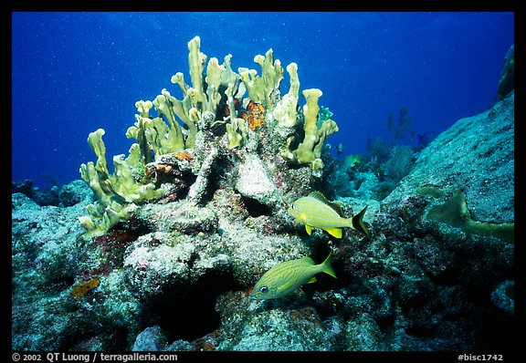 Coral and smallmouth grunts. Biscayne National Park, Florida, USA.
