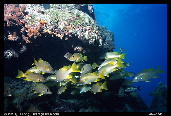 Yellow snappers under an overhang. Biscayne National Park, Florida, USA.