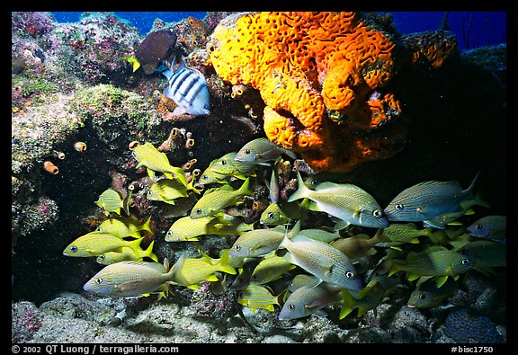 Yellow snappers and orange coral. Biscayne National Park (color)