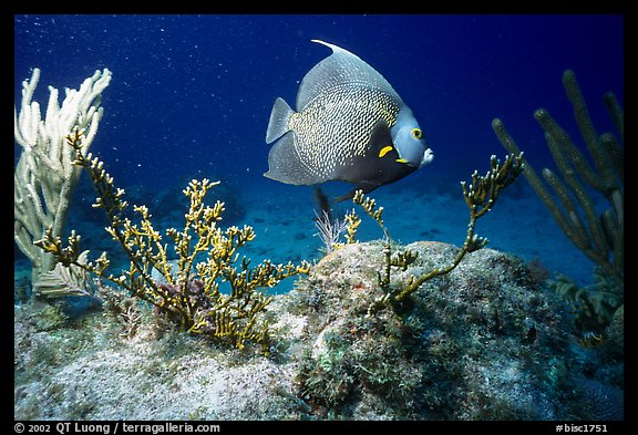 Tropical Fish. Biscayne National Park, Florida, USA.