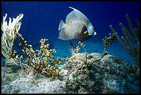 Tropical Fish. Biscayne National Park, Florida, USA. (color)