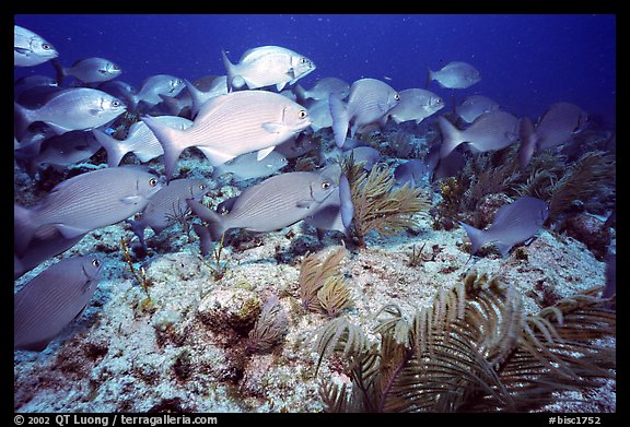 School of snapper fish. Biscayne National Park (color)