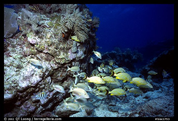 School of fish and rock. Biscayne National Park (color)