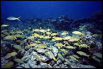 School of yellow snappers. Biscayne National Park, Florida, USA.