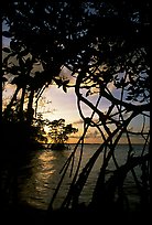 Biscayne Bay viewed through mangal at edge of water, sunset. Biscayne National Park, Florida, USA.
