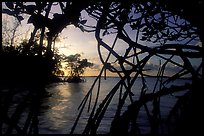 Biscayne Bay viewed through dense mangrove forest, sunset. Biscayne National Park, Florida, USA. (color)
