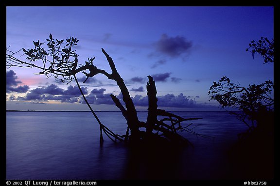 Biscayne Bay viewed through fringe of mangroves, dusk. Biscayne National Park, Florida, USA.