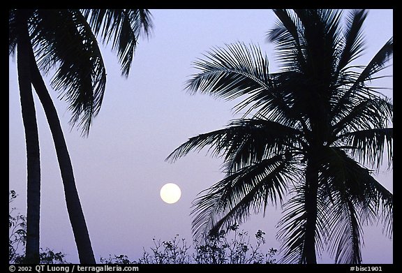 Palm trees and moon, Convoy Point. Biscayne National Park (color)