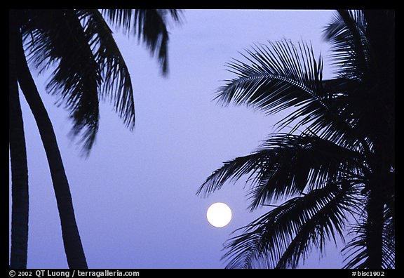 Palm trees leaves and moon, Convoy Point. Biscayne National Park, Florida, USA.