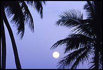 Palm trees leaves and moon, Convoy Point. Biscayne National Park, Florida, USA. (color)