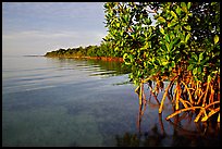 Coastal environment with mangroves,  Elliott Key, sunset. Biscayne National Park, Florida, USA. (color)