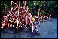 Mangrove (Rhizophora) root system,  Elliott Key. Biscayne National Park, Florida, USA. (color)