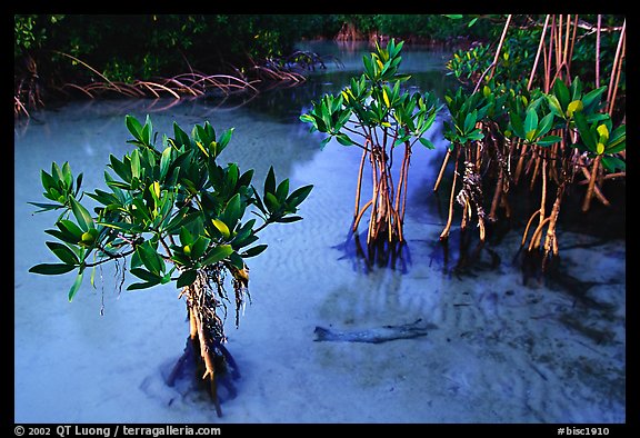 Small mangrove shrubs, Elliott Key. Biscayne National Park (color)