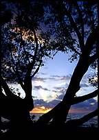 Sunrise framed by tree, Elliott Key. Biscayne National Park, Florida, USA. (color)