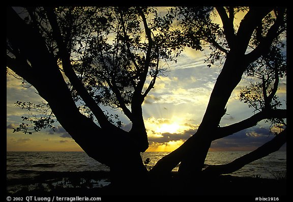Tree and sunrise over ocean, Elliott Key. Biscayne National Park (color)