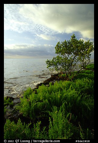 Saltwart plant community and tree on Atlantic coast, Elliott Key. Biscayne National Park, Florida, USA.