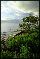 Saltwart plant community and tree on Atlantic coast, Elliott Key. Biscayne National Park ( color)