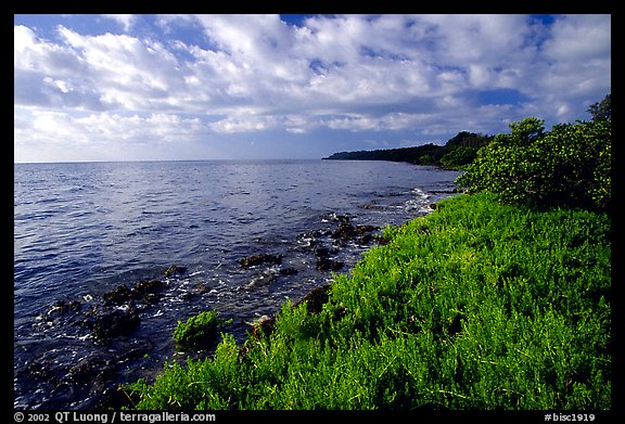 Saltwarts plants and tree on the outer coast, morning, Elliott Key. Biscayne National Park