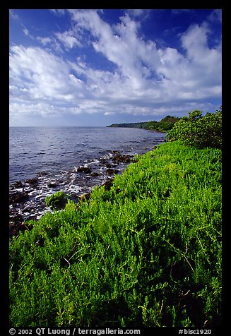 Saltwarts plants and tree on the outer coast, morning, Elliott Key. Biscayne National Park