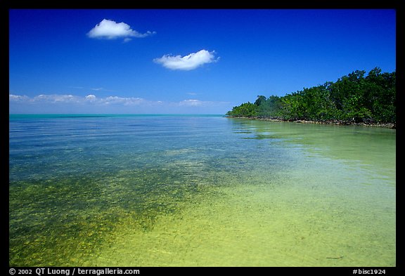 Shoreline and seagrass on Elliott Key near the harbor. Biscayne National Park