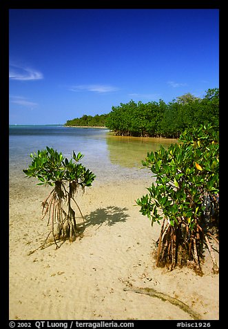 Mangrove shoreline on Elliott Key near the harbor, afternoon. Biscayne National Park, Florida, USA.
