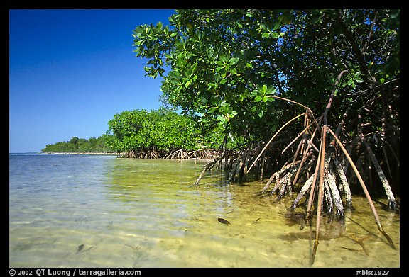 Mangrove shoreline on Elliott Key near the harbor, afternoon. Biscayne National Park (color)