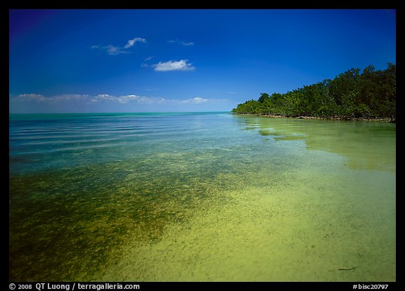 Shoreline and seagrass on Elliott Key near the harbor. Biscayne National Park, Florida, USA.
