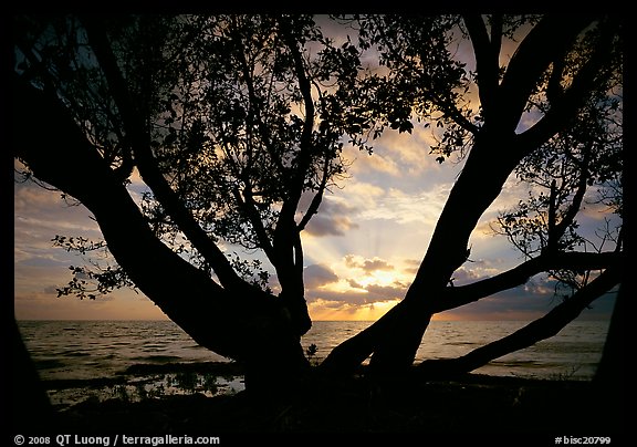 Sunrise framed by tree, Elliott Key. Biscayne National Park (color)