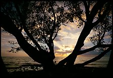 Sunrise framed by tree, Elliott Key. Biscayne National Park, Florida, USA. (color)
