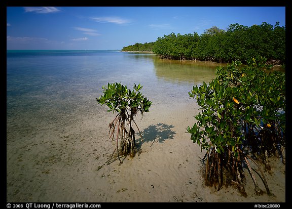 Depositional coastal environment with mangrove on Elliott Key, afternoon. Biscayne National Park, Florida, USA.