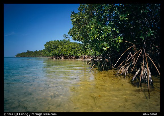 Mangrove trees in shallow water, Elliott Key, afternoon. Biscayne National Park, Florida, USA.