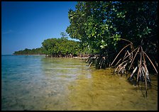 Mangrove trees in shallow water, Elliott Key, afternoon. Biscayne National Park, Florida, USA.
