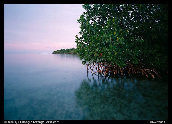 Mangrove shoreline at dusk, Elliott Key. Biscayne National Park (color)