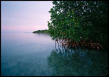 Coastal wetland community of mangroves at dusk, Elliott Key. Biscayne National Park, Florida, USA. (color)