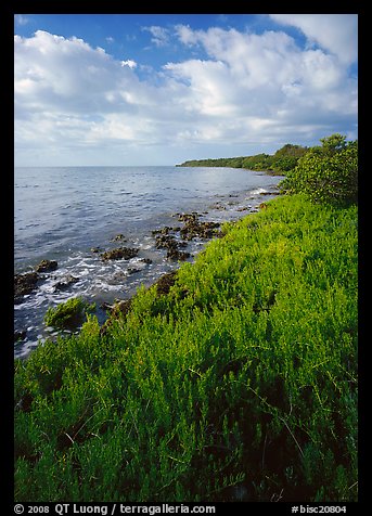Saltwarts plants and tree on the outer coast, morning, Elliott Key. Biscayne National Park (color)