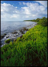 Saltwarts plants and tree on the outer coast, morning, Elliott Key. Biscayne National Park ( color)