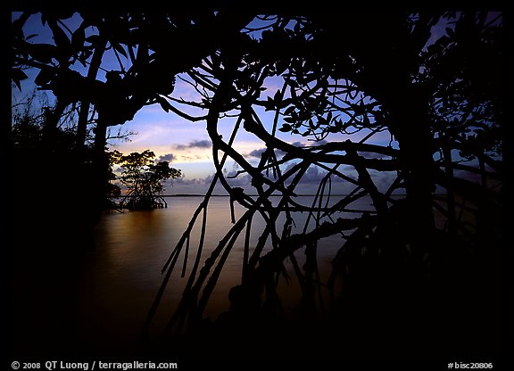 Silhouetted mangroves at dusk. Biscayne National Park (color)