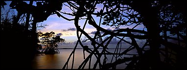 View over Florida Bay through mangrove branches at sunset. Biscayne National Park (Panoramic color)