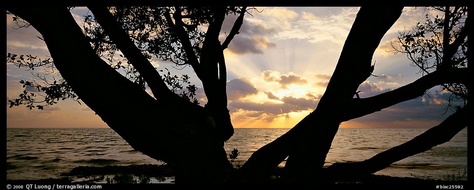 Ocean sunrise seen through branches of tree. Biscayne National Park, Florida, USA.