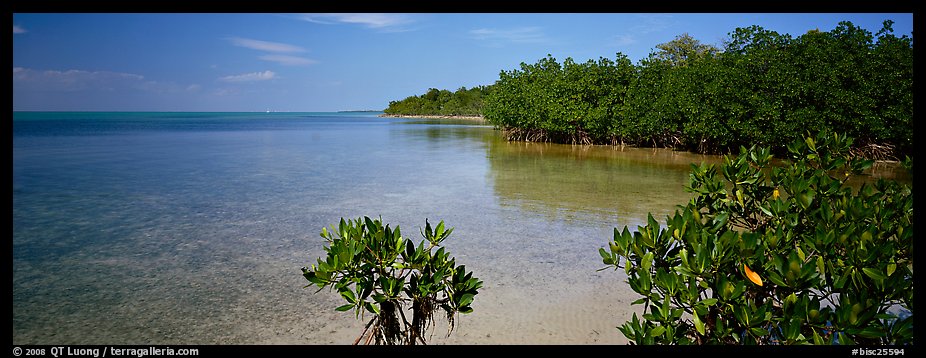 Panoramic Picture/Photo: Eliott Key shoreline with mangroves. Biscayne ...