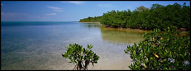 Eliott Key shoreline with mangroves. Biscayne National Park (Panoramic color)