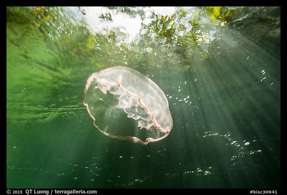 Jellyfish and sunrays below mangroves. Biscayne National Park (color)
